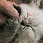 Gobi, one of our previous RagaMuffin kittens, getting a scratch.